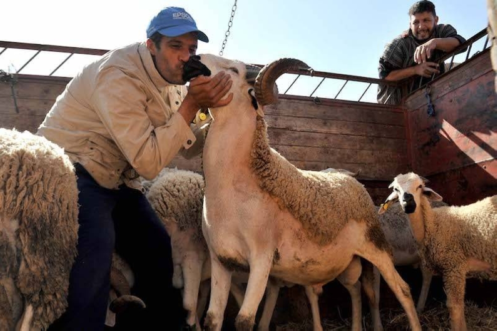 أخصائية تغذية: تناولوا لحوم الأضاحي بعد يوم من ذبحها وشرب 3 فناجين قهوة فقط  ..  تفاصيل 