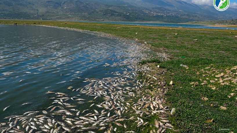 نفوق غامض لأطنان من الأسماك في بحيرة بلبنان