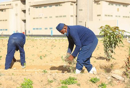 استبدال عقوبة الحبس 3 سنوات لمدان بجناية بالعمل في الزراعة دون أجر لمدة 50 ساعة 