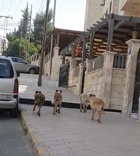 بالفيديو ..  "قطعان الكلاب" تغزو منطقة الكوم في شفا بدران وتثير ذعر الأهالي ..  و أمانة عمان "أذن من طين وأذن من عجين" 