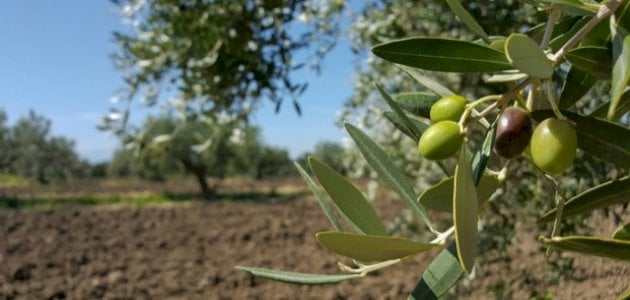 شجر الزيتون يغطي 36% من إجمالي المساحات المزروعة في الأردن