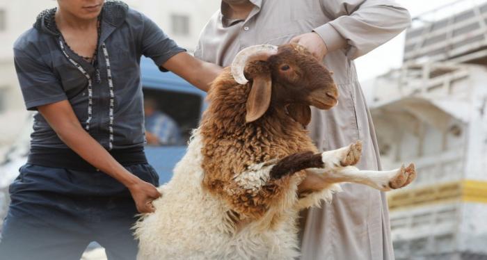 الأضاحي ..  ضعف القدرة الشرائية يقلص الطلب - فيديو 