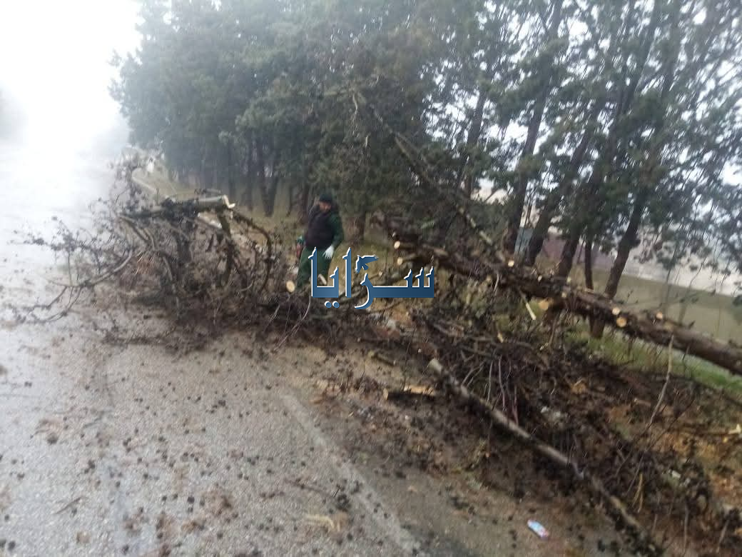 بالفيديو .. سقوط شجرة حرجية على الشارع العام في الشوبك