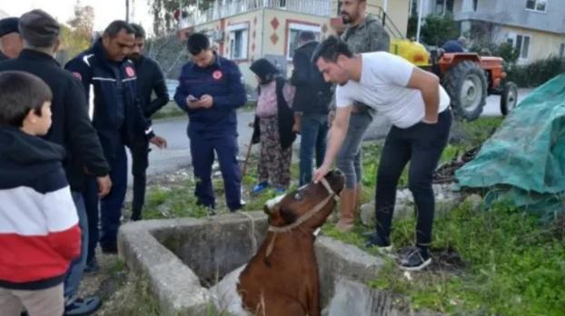 بالفيديو: طوارئ في تركيا ..  ساعتان لإنقاذ بقرة من حفرة