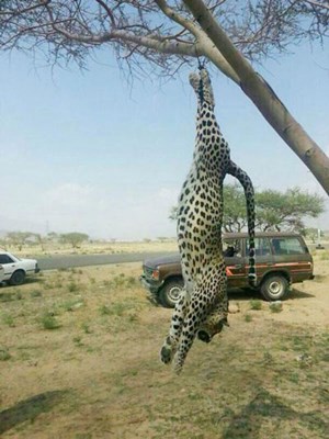 قاتل النمر العربي بمكة: سممته انتقاماً لإبلي ..  ولم أكن أعرف أهميته