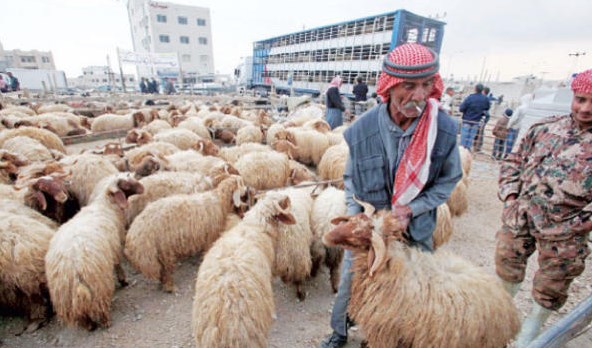 دائرة الافتاء تجيب على جواز الأضحية بـ "التقسيط"