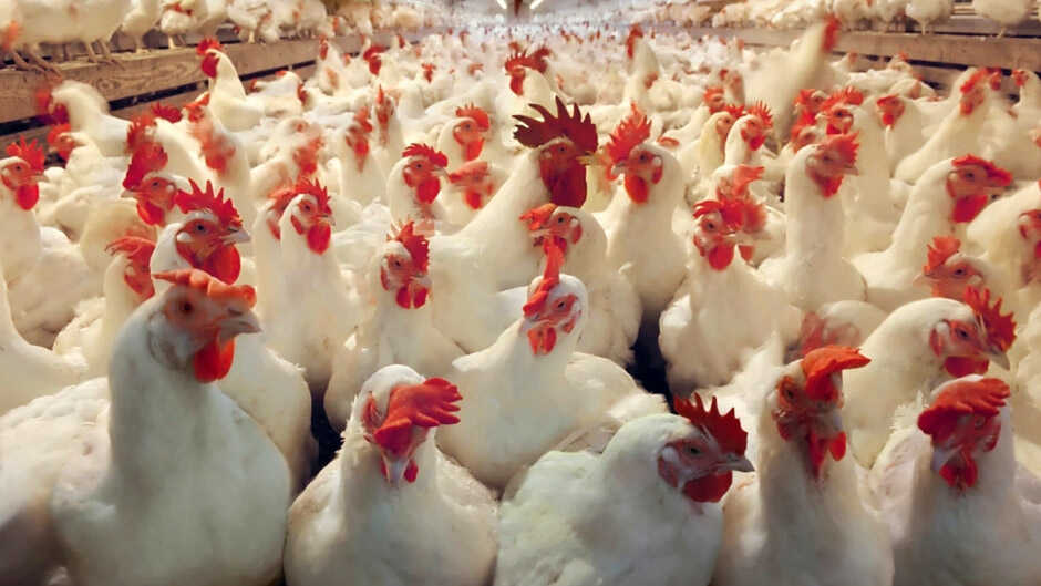 "حماية المستهلك" لـ"سرايا": مستمرون بمقاطعة الدجاج حتى يتم وضع سقوف سعرية للدواجن ..  وندعو لتربيتها بالمنازل 