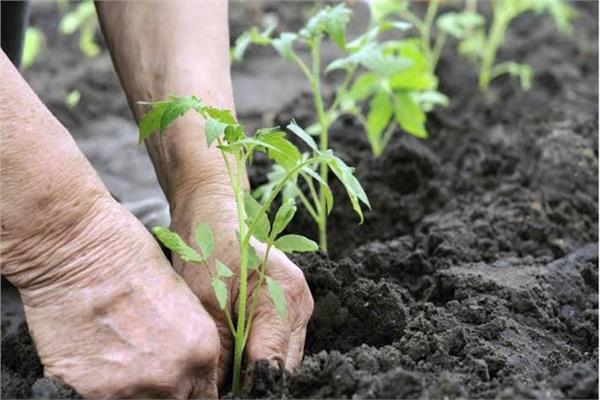 لعشاق النباتات ..  أيهما أفضل للزراعة «الربيع أم الخريف»؟