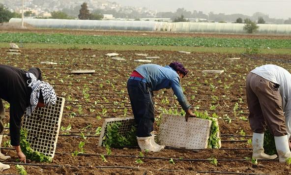 إعفاء صغار المزارعين من تقديم دراسات الجدوى من مكاتب متخصصة ..  تفاصيل 