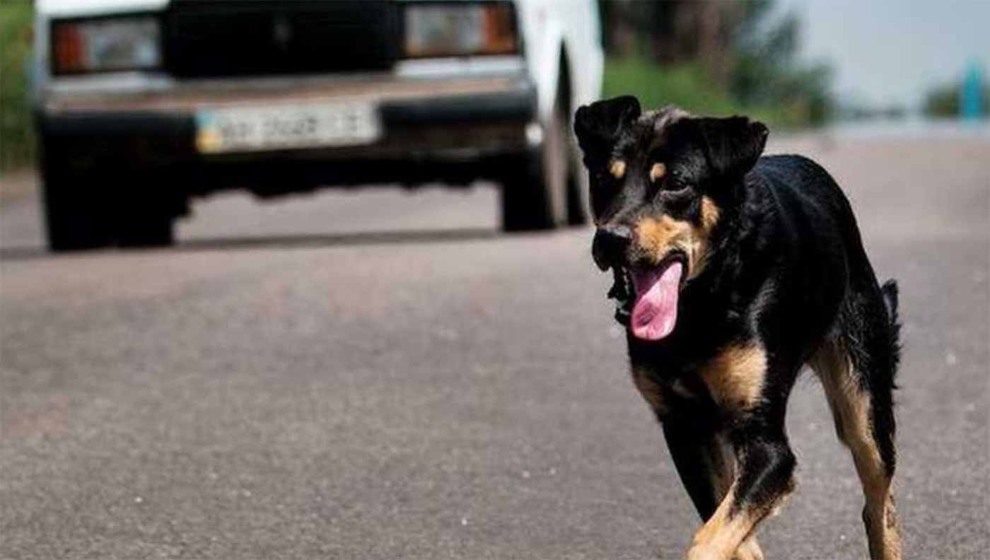 كلب ضال ينهي حياة شاب بحادث مروّع في مصر