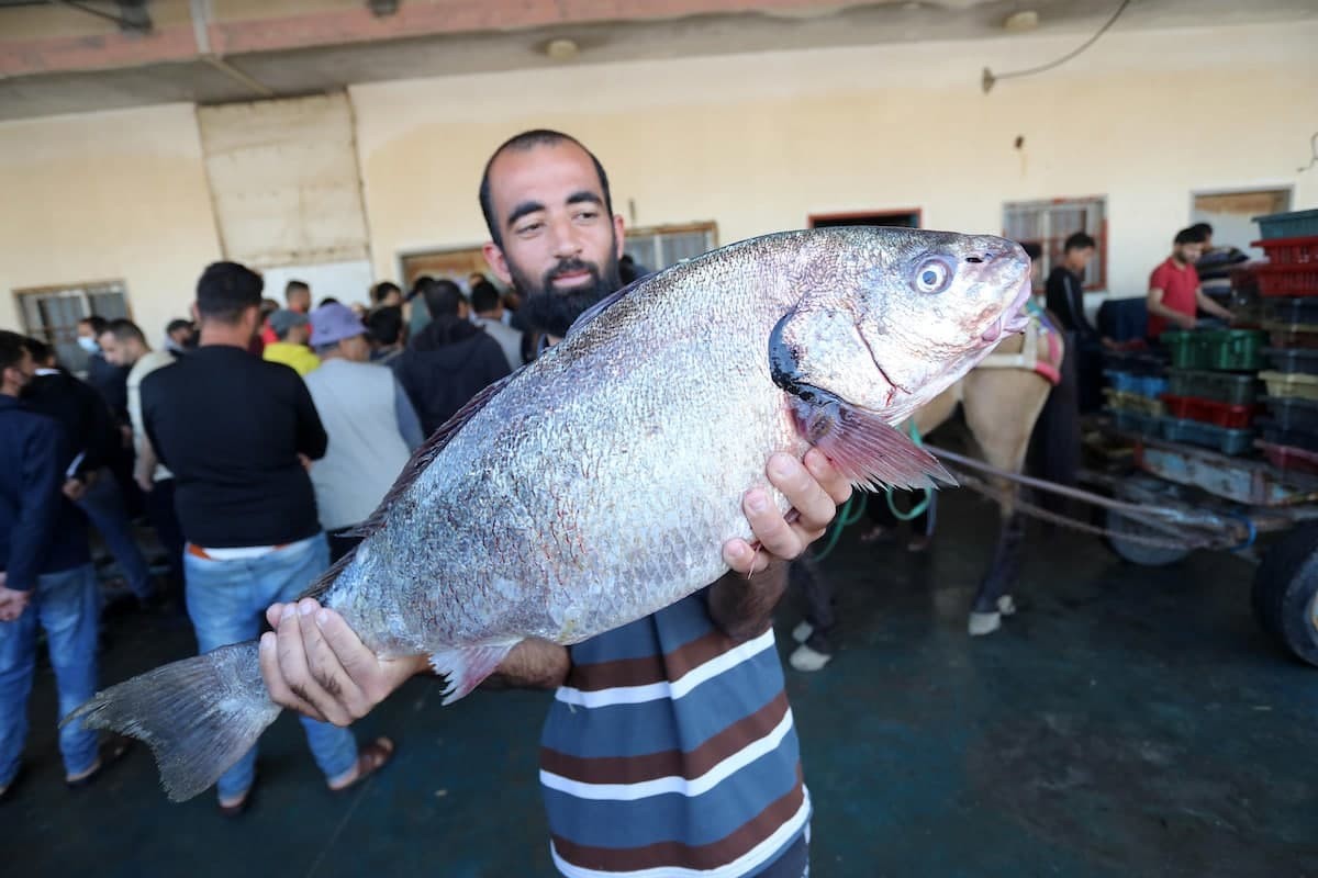 بالصور  ..  العودة لصيد الأسماك في غزة بعد العدوان الأخير 