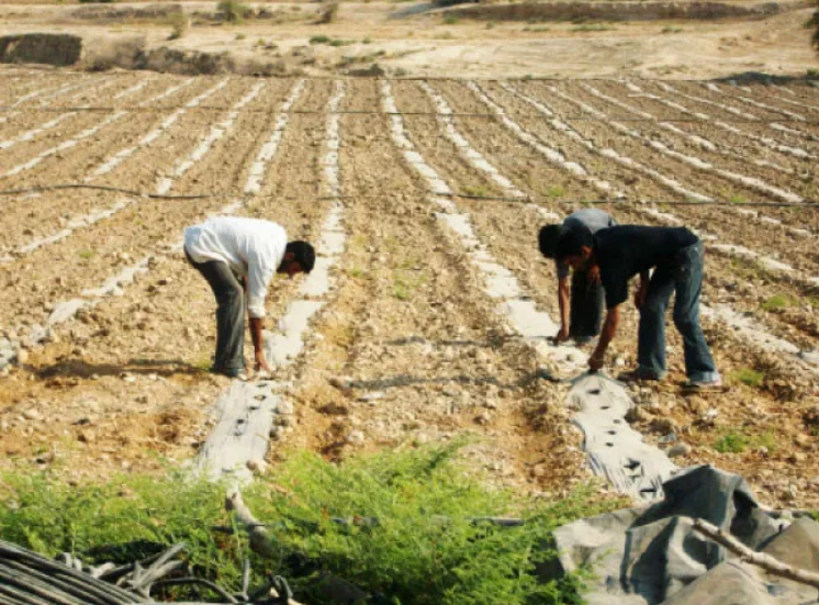 مزارعون في وادي الأردن: تخفيض رسوم التصاريح 3 أشهر لا يخدم الزراعة