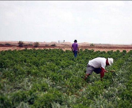 خسائر محاصيل وادي الاردن بسبب موجه الحر 80%