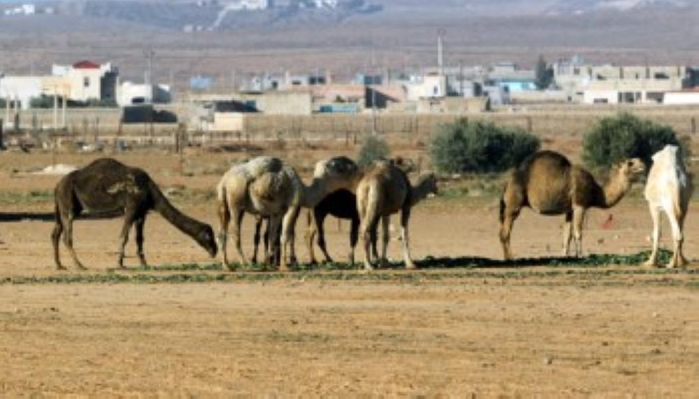 الطفيلة: انتشار الأغنام والابل على الطرق يتسبب بحوادث مرورية