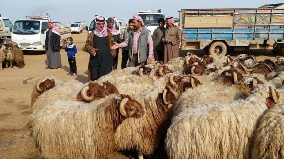 باستثناء الأبقار ..  فتح أسواق المواشي في محافظات الجنوب الجمعة