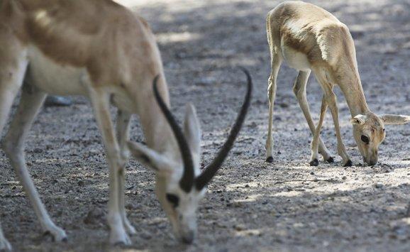 ولادة أول غزال بمحمية طبيعية في السعودية