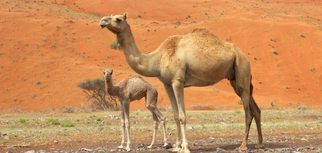 يسرق جملاً لإهدائه لصديقته في عيد ميلادها