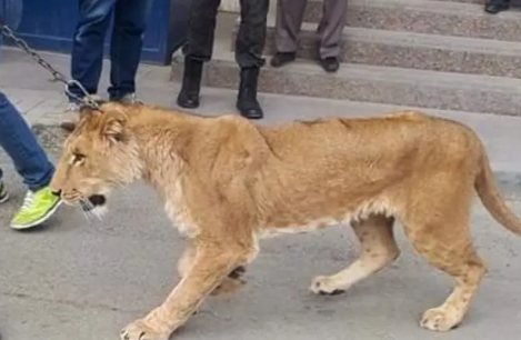 مواطن خليجي يستعين بأسد خلال مشاجرة مع جاره  ..  تفاصيل 