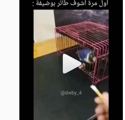 طائر مدهش  .. إليكم ماذا يفعل 