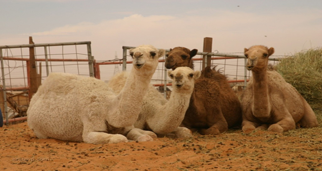 الإمارات تحظر استيراد الجمال بسبب "كورونا"