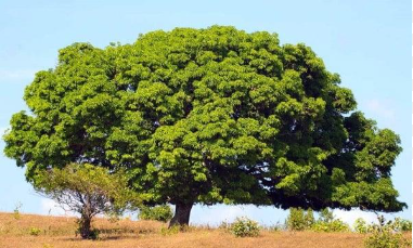 تفسير رؤية الشجرة في المنام 