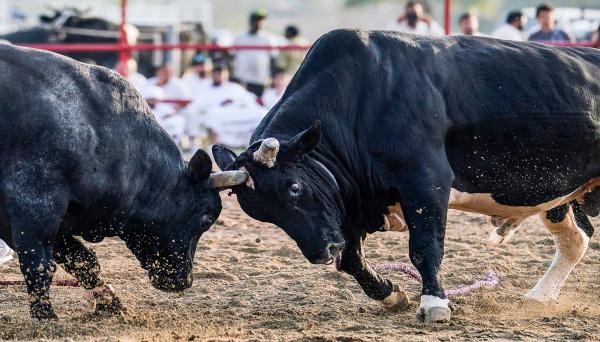 تفسير حلم نطح البقرة في المنام