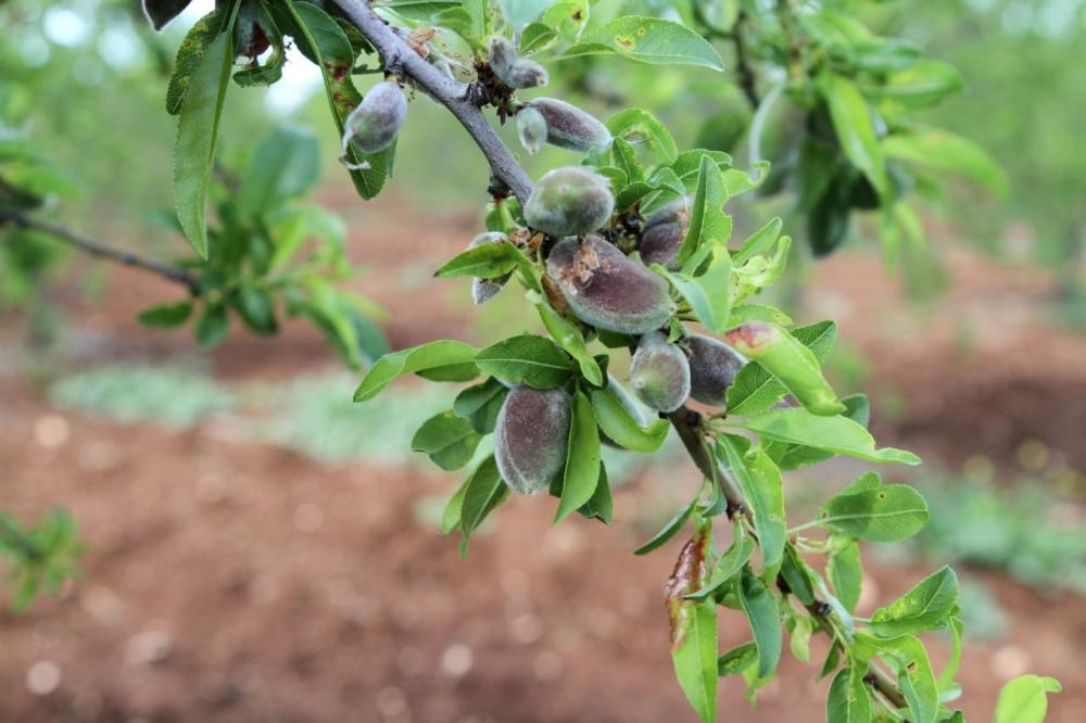 مزارعو اللوزيات في إربد يشكون من غياب المكننة الزراعية في تقشير وقطف وغربلة اللوز الجاف