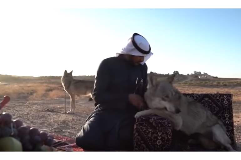 فيديو يحبس الأنفاس  ..  أسرة عربية تعيش وسط الذئاب منذ أكثر من 10 سنوات   ..  تفاصيل صادمة